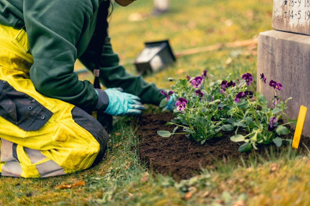 en person som steller planter blomster på en grav